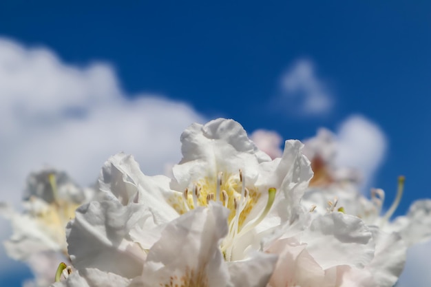 Hermosos pétalos de flor de rododendro cunninghams blanco sobre el fondo de cielo azul con nubes