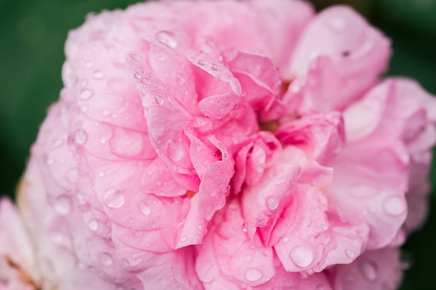 Hermosos pétalos de rosa rosa después de la lluvia.