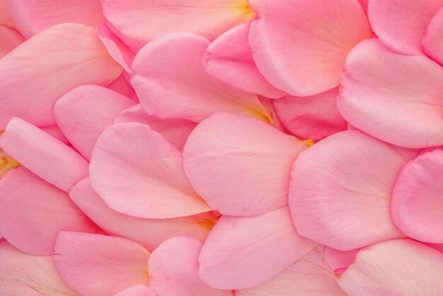 Hermosos pétalos de rosa rosa para la vista superior del fondo del día de San Valentín