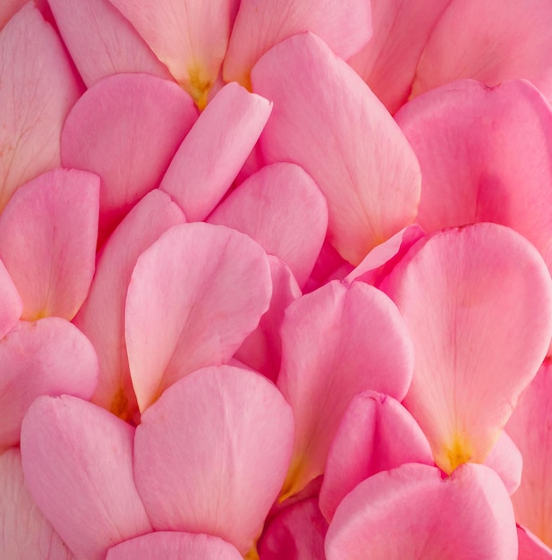 Hermosos pétalos de rosa rosa para la vista superior del fondo del día de San Valentín