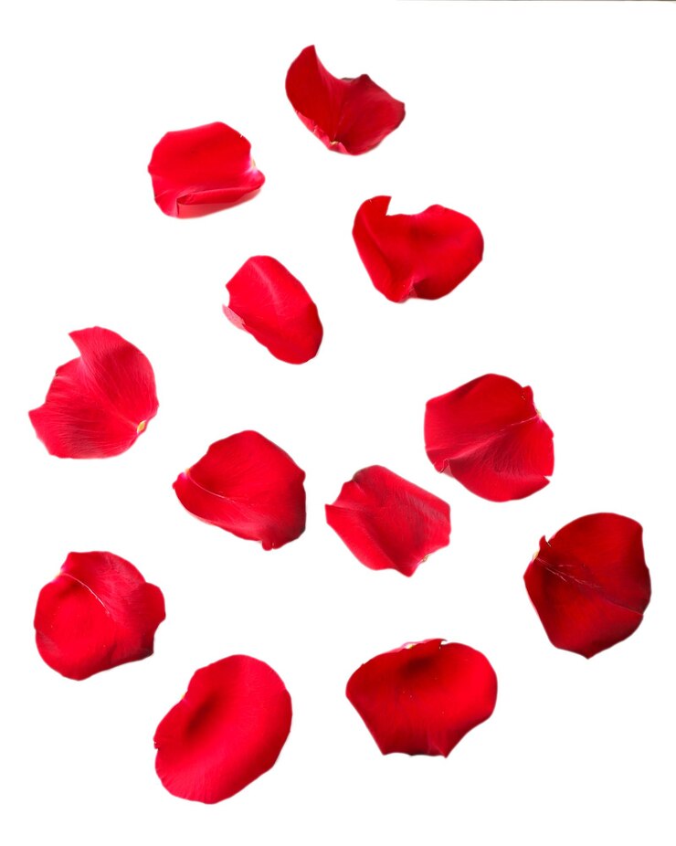 Foto hermosos pétalos de rosas rojas, aislado en blanco