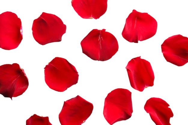 Foto hermosos pétalos de rosas rojas, aislados en blanco