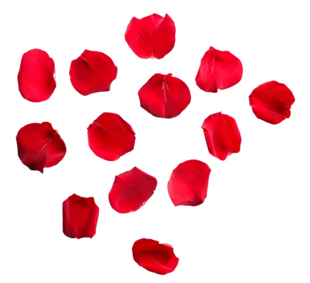 Foto hermosos pétalos de rosas rojas, aislados en blanco