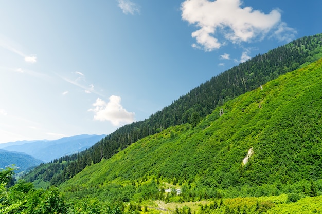 Hermosos pinos en alta montaña de fondo. Artvin, Turquía