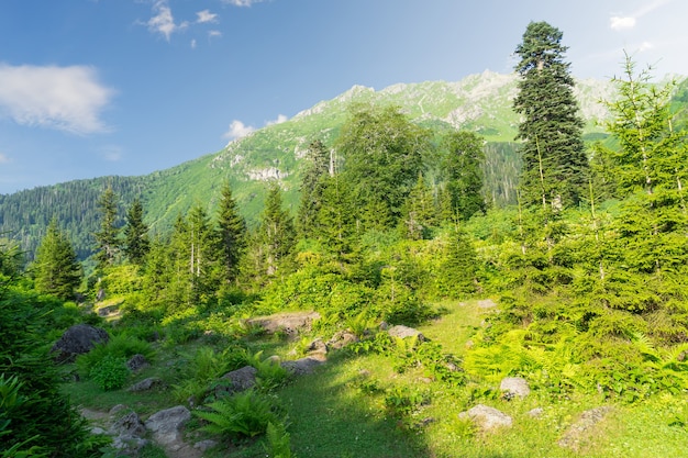 Hermosos pinos en alta montaña de fondo. Artvin, Turquía