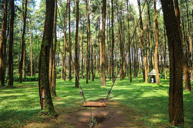 hermosos pinos del bosque de verano