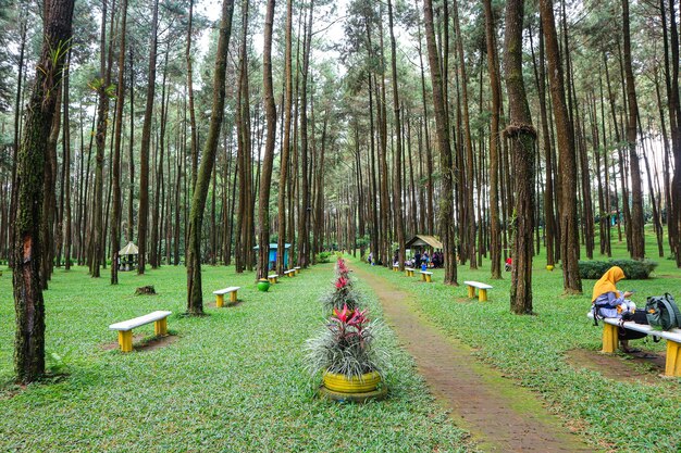 hermosos pinos del bosque de verano