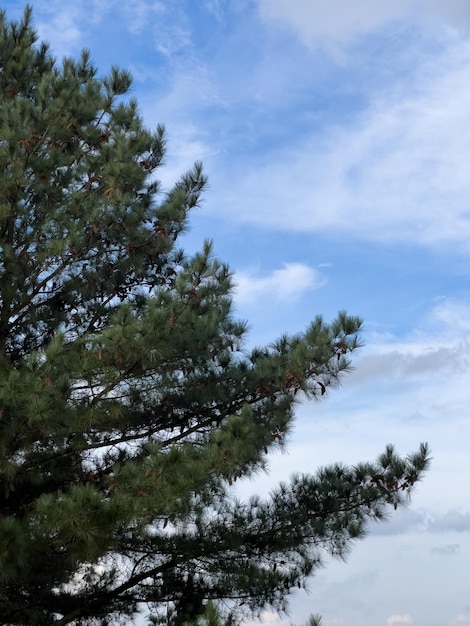 Hermosos pinos y el cielo en el fondo