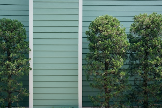 Hermosos pinos con fondo de pared de madera verde