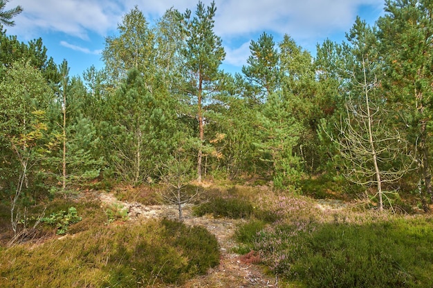 Hermosos pinos verdes en las montañas de los Cárpatos en Ucrania Agradable paisaje de bosque de montaña por la mañana con un cielo azul nublado en el fondo Un bosque de pinos en un día soleado con un verde exuberante