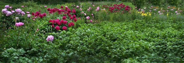 Hermosos piones de color rojo oscuro y rosa en el jardín.