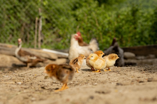 Foto hermosos pollitos sobre un fondo de gallinas