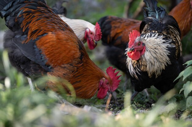 Hermosos pollos y gallos al aire libre en el patio.