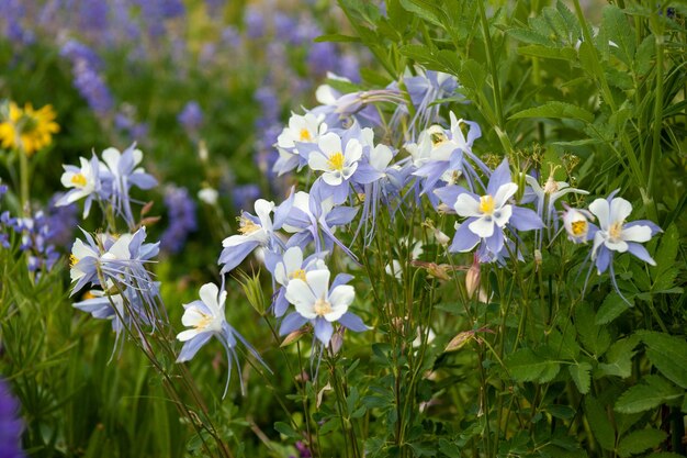 Hermosos prados con flores de lupino púrpura y flores de columbino blanco