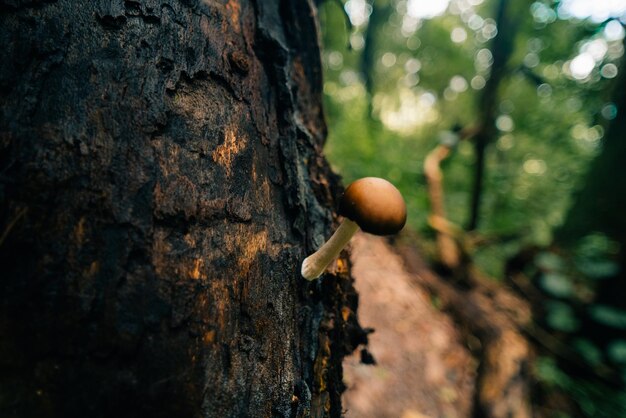 Hermosos primeros planos de setas del bosque Recogiendo setas