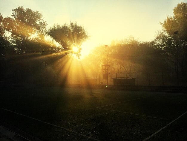 Foto hermosos rayos de sol de los árboles en el campo de juego