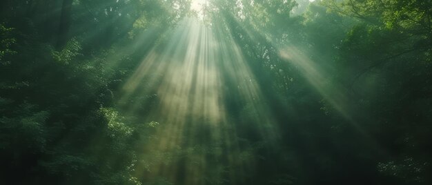 Hermosos rayos de sol en un bosque verde