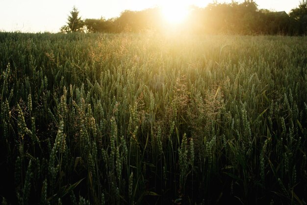 Hermosos rayos de sol en el campo de trigo de centeno momento de sol increíble en las noches de verano tranquilas y atmosféricas