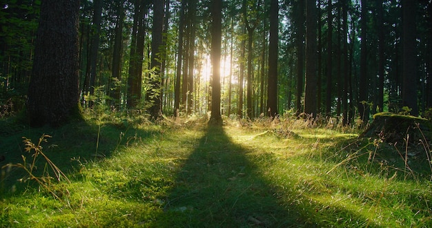 Hermosos rayos de sol que iluminan un bosque de coníferas en vívidos tonos de verde fresco tiro de carro en tiempo real Las bengalas solares se abren paso a través de las imágenes del deslizador de troncos de árboles Los insectos vuelan hacia la luz