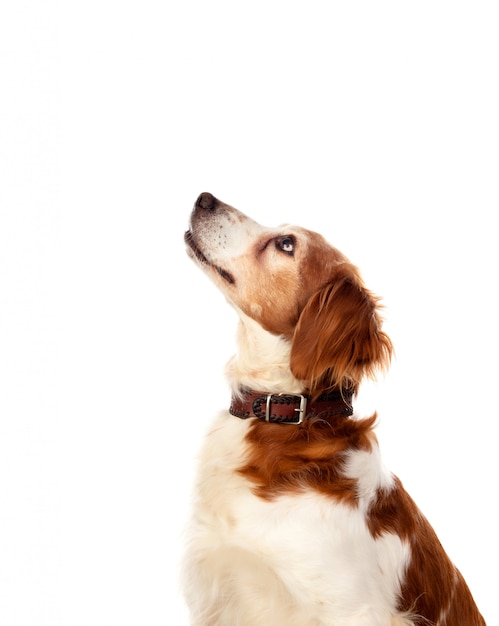 Hermosos retratos de un perro