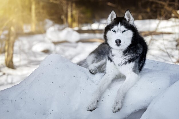 Hermosos retratos de perros husky en el fondo de invierno de un bosque soleado y nevado