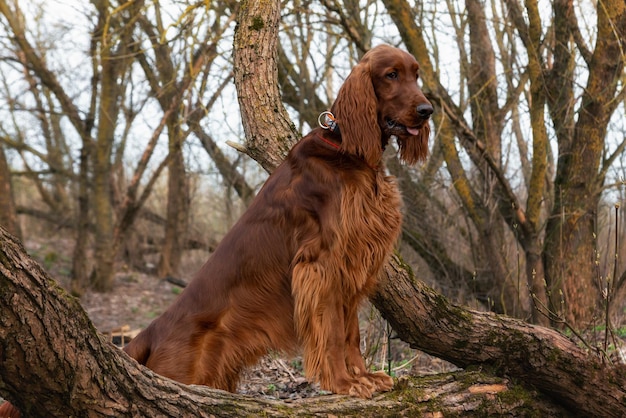 Hermosos soportes de Setter Irlandés rojo brillante de árboles de primavera