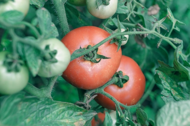 Foto hermosos tomates frescos en flor en un arbusto de tomate rojo de fondo natural grande