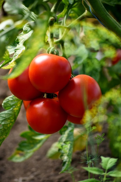 Hermosos tomates maduros rojos cultivados en un invernadero de granja