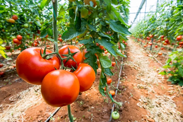 Hermosos tomates maduros rojos cultivados en un invernadero.