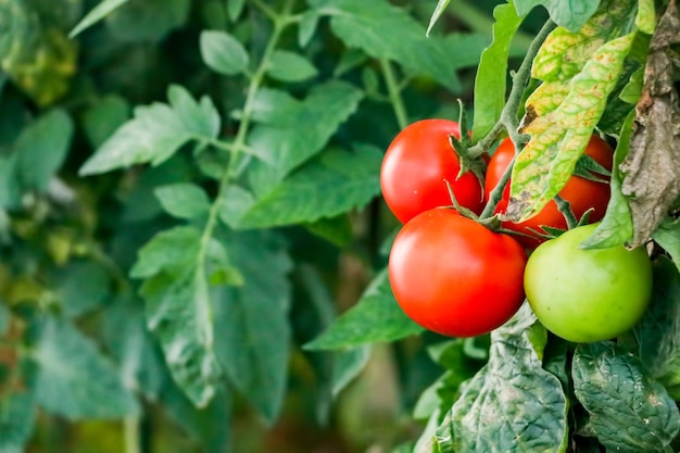 Hermosos tomates maduros rojos cultivados en un invernadero.