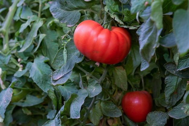 Hermosos tomates reliquia maduros rojos cultivados en un invernadero