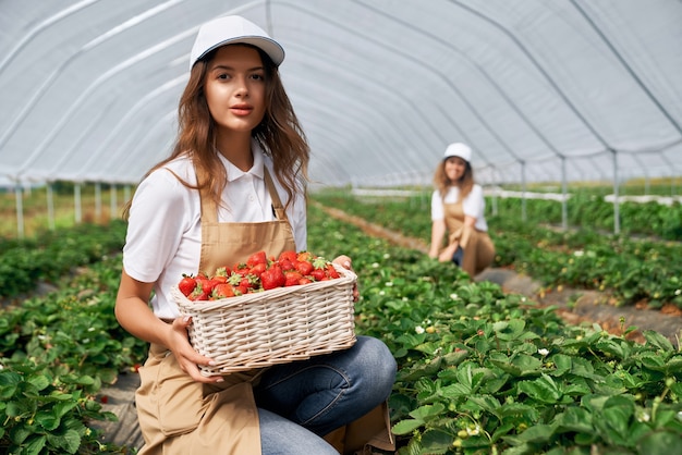 Hermosos trabajadores de campo con canasta de fresas