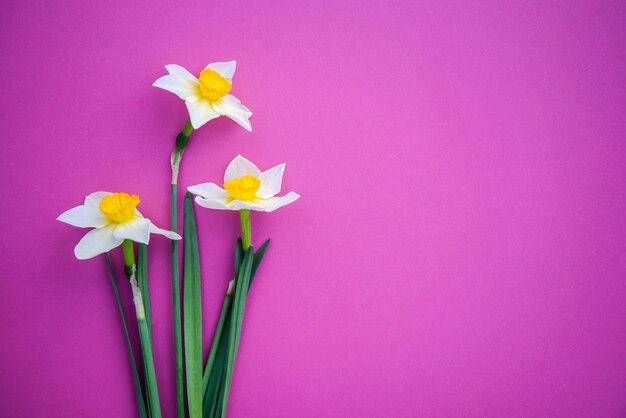 Hermosos tres narcisos blancos con amarillos sobre un fondo rosa brillante con espacio de copia