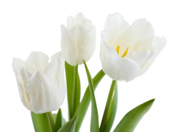 Hermosos tulipanes aislados en blanco