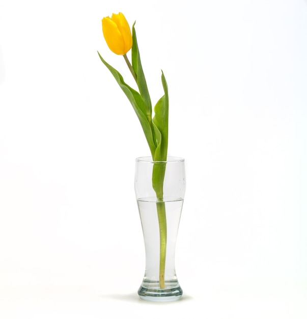 Hermosos tulipanes amarillos aislados sobre fondo blanco