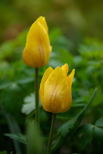 Hermosos tulipanes amarillos Campo de tulipanes amarillos Tulipanes amarillos sobre fondo verde
