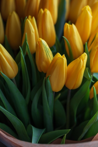 Hermosos tulipanes amarillos día de la mujer y flores de primavera.