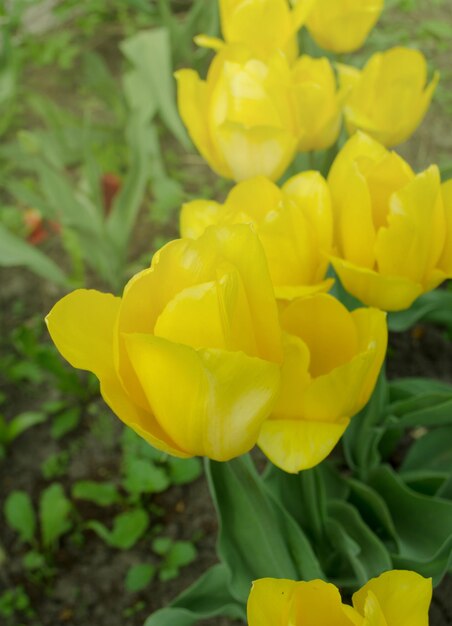 Hermosos tulipanes amarillos Hermosos tulipanes en campo de tulipanes