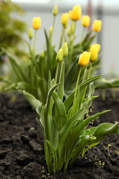 Hermosos tulipanes amarillos