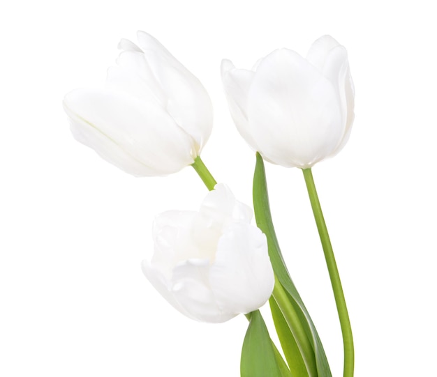 Hermosos tulipanes en balde aislado en blanco