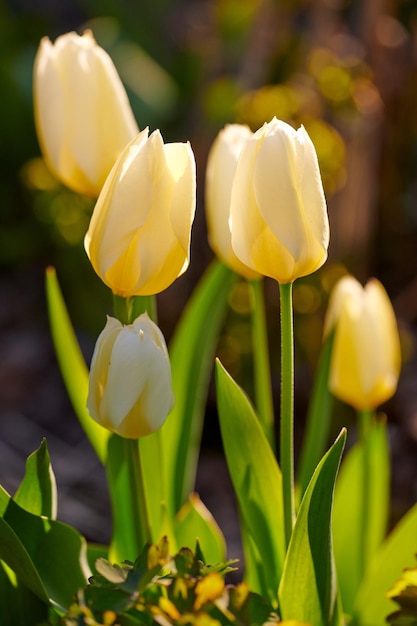 Hermosos tulipanes blancos en un jardín trasero en verano Plantas con flores perennes que florecen en un parque natural o campo en primavera Primer plano de flores que brotan y se abren en un parque a la luz del sol