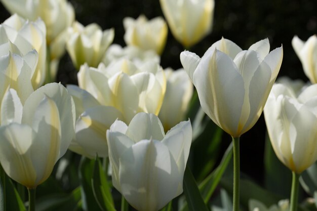 Hermosos tulipanes blancos en el lecho de flores de primer plano Fondo de flores Diseño de paisajes de jardines de verano