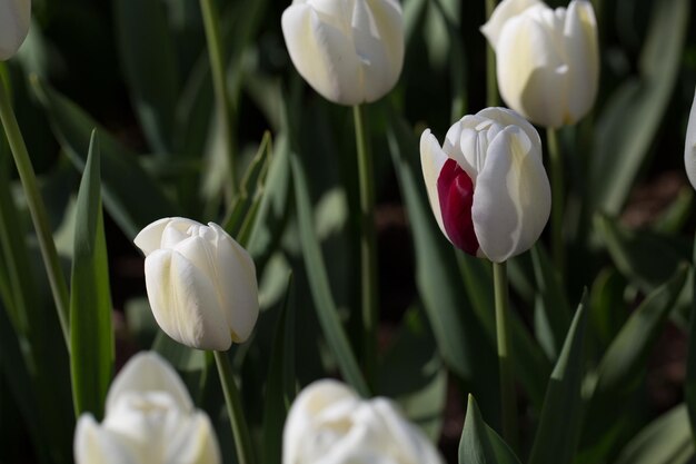 Foto hermosos tulipanes blancos en el lecho de flores de primer plano fondo de flores diseño de paisajes de jardines de verano