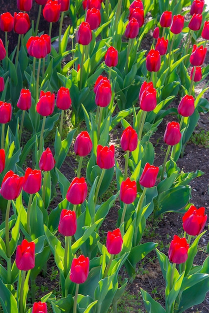 Hermosos tulipanes blancos rosas rojos en el jardín