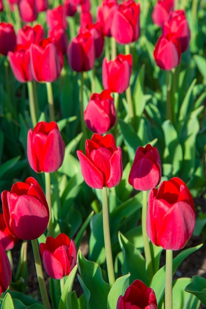 Hermosos tulipanes blancos rosas rojos en el jardín