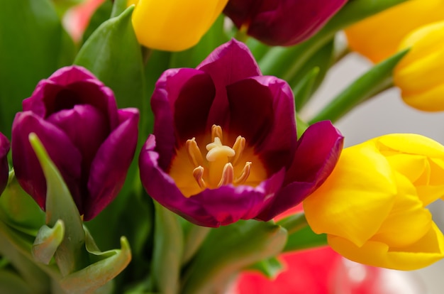 hermosos tulipanes blancos y rosas