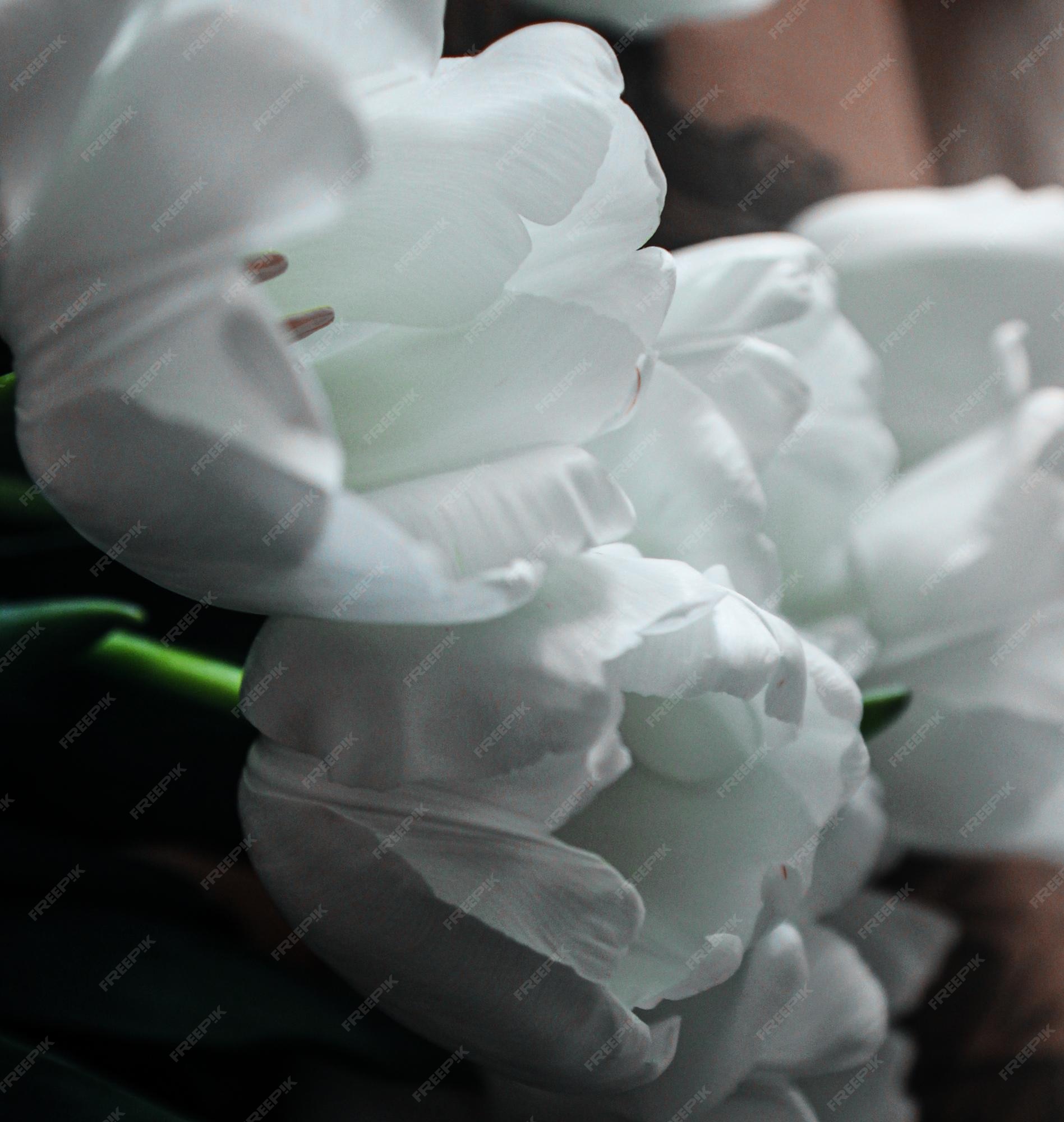 Hermosos tulipanes blancos yacen en una colcha blanca tatuaje negro | Foto Premium Hermosos tulipanes blancos yacen en una colcha blanca tatuaje negro | Foto Premium