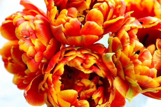Hermosos tulipanes brillantes de cerca