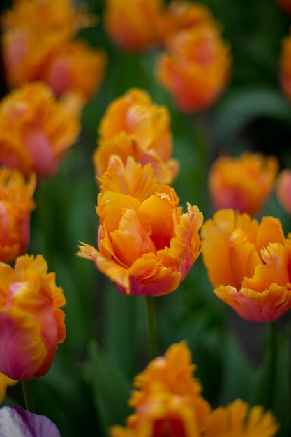 Hermosos tulipanes de color rojo anaranjado en un macizo de flores Flores brillantes campo de primavera Jardinería y florística Enfoque selectivo