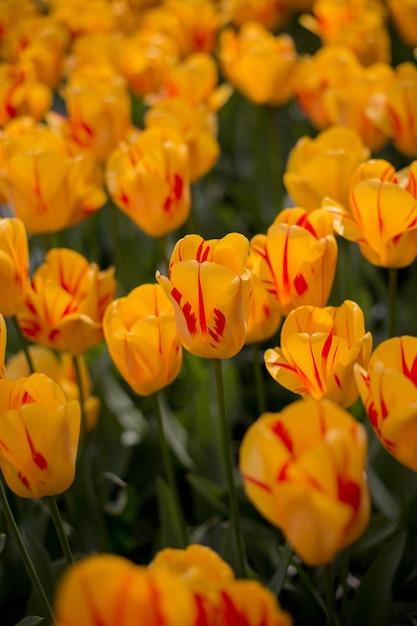 Hermosos tulipanes de color rojo anaranjado en un macizo de flores Flores brillantes campo de primavera Jardinería y florística Enfoque selectivo